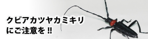 クビアカツヤカミキリにご注意を！